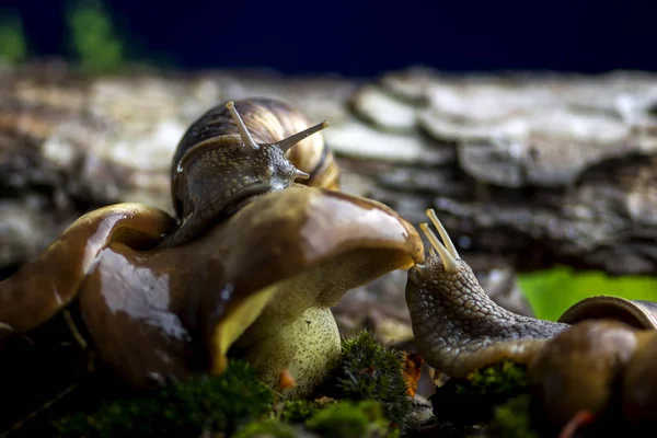 Hermosa Escena Divertida Con Dos Caracoles Helix Pomatia Las Setas — Foto de Stock