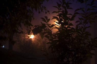 Gece, kasvetli sis ağaçlarda yer, dalları aracılığıyla ışık ışınları