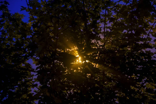 Контрастна Сцена Кленовими Гілками Дерева Зеленим Листям Тлі Блакитного Неба — стокове фото