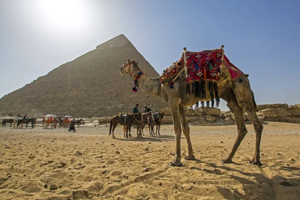 Giza Egipt Października 2018 Ładna Camel Pobliżu Piramidy Płaskowyżu Gizie — Zdjęcie stockowe