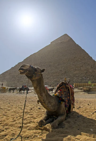 Ładny Camel Pobliżu Piramidy Giza Plateau Egipt — Zdjęcie stockowe