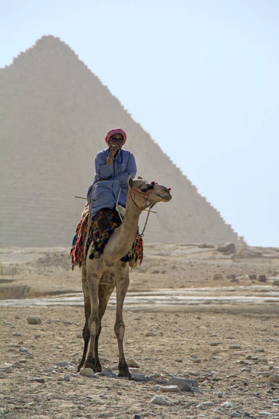 Giza Egipto Octubre 2018 Beduino Camello Está Fumando Frente Gran — Foto de Stock