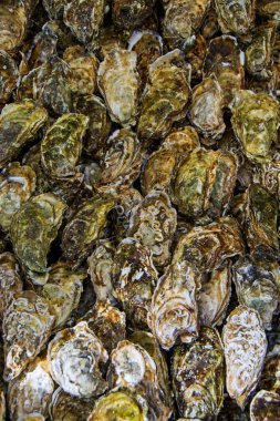 Yakın çekim taze okyanus istiridye (Crassostrea gigas) plakalı buz ile. Taze deniz ürünleri