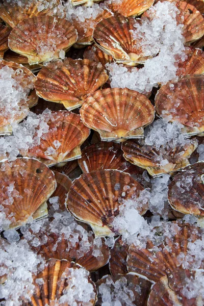 Contorno Pesce Fresco Pectinidae Nel Mercato Del Ghiaccio Mattino — Foto Stock