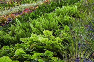 Makro closeup yağmurlar su damlacıkları ile nemli ıslak yapraklarla duvarda küçük canlı yeşil fern büyüme ve yosun büyüme ile birlikte koyu arka plan doğa güzel