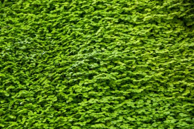 Makro closeup yağmurlar su damlacıkları ile nemli ıslak yapraklarla duvarda küçük canlı yeşil bitki büyüme ve yosun büyüme ile birlikte koyu arka plan doğa güzel