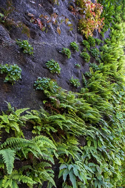 Closeup Surface Of The Wall Covered With Green Moss Modern Eco