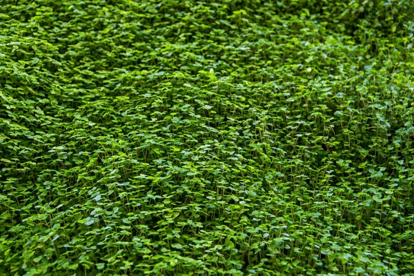 Macro closeup of small vibrant green plant growth on wall in the rains with moist wet leaves with water droplets and moss growth along with dark background beautiful in nature