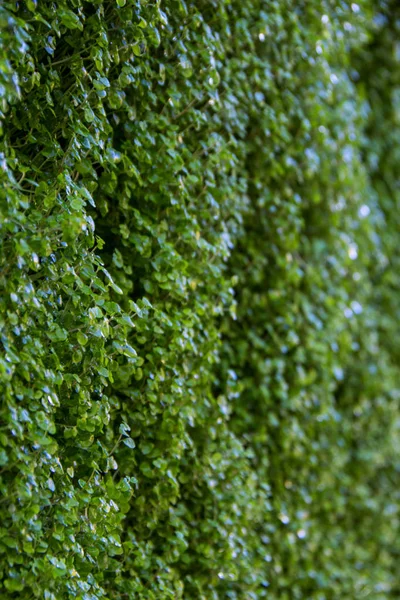 Μακροεντολή Closeup Των Μικρών Ζωντανό Πράσινο Φυτό Ανάπτυξη Στον Τοίχο — Φωτογραφία Αρχείου