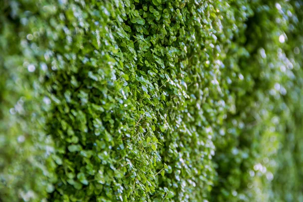 Macro Gros Plan Croissance Petites Plantes Vertes Vibrantes Sur Mur — Photo