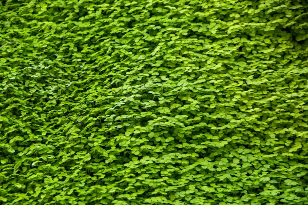 Makro Nahaufnahme Von Kleinen Lebendigen Grünen Pflanzenwuchs Der Wand Regen — Stockfoto