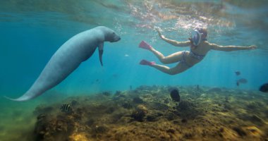 Serbest dalış kız güzel bikini ve resif yakınındaki masmavi deniz deniz ayısı (Les lamantins, Trichechus). Doğada iki deniz kızı. Sualtı fotoğrafçılığı