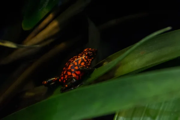 Rouge Avec Flèche Flèche Noire Poison Grenouille Red Frog Beach — Photo