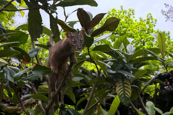 Fossa Cryptoprocta Ferox Auf Einem Baum Wald Katzenartiges Fleischfressendes Säugetier — Stockfoto