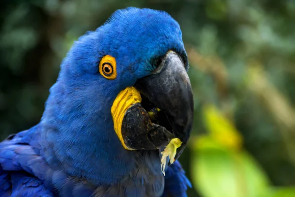 Blue Yellow Hyacinth Macaw Anodorhynchus Hyacinthinus Hyacinthine Macaw Food Its — Stock Photo, Image