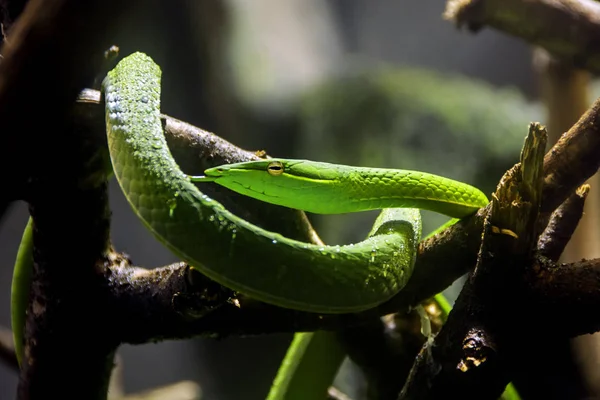 Uma Cobra Mamba Verde Oriental Altamente Venenosa Dendroaspis Angusticeps Ramo — Fotografia de Stock