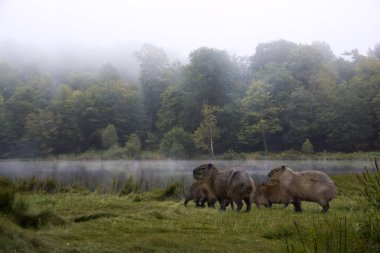 The capybara family (Hydrochoerus hydrochaeris) on river bank with green forest and water covered with the fog on background clipart