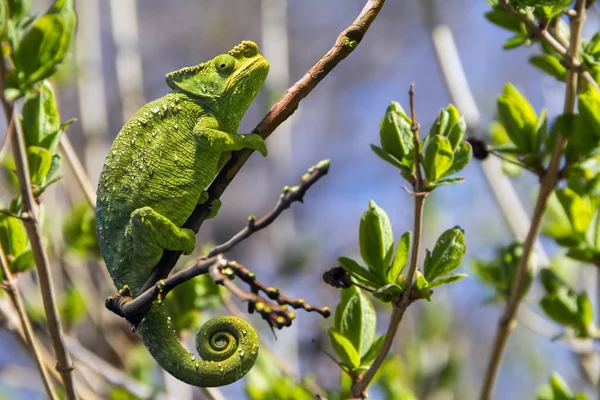 Camaleão Verde Furcifer Pardalis Ambilobe Madagáscar Camaleão Pantera Endémica Ambilobe — Fotografia de Stock