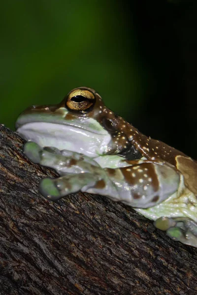 Golden-eyed tree frog or Amazon milk frog (Trachycephalus resinifictrix) on tree branch in rainforest