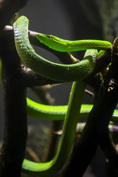 Uma Cobra Mamba Verde Oriental Altamente Venenosa Dendroaspis Angusticeps Ramo — Fotografia de Stock