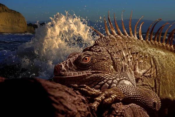 Крупним Планом Зелена Ігуана Ігуана Ігуана Морському Пляжі Заході Сонця — стокове фото