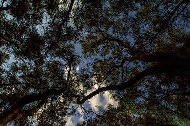 Gece gökyüzünde yıldızlar ve takımyıldızı ile ağaçları silüeti üzerinde mavi. Uzun pozlama fotoğraf. Gece manzarası. Olive grove Corfu Island, Yunanistan gece ışığında yaktı. Düşük açılı görünüş
