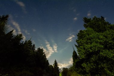 Gece gökyüzünde yıldızlar ve takımyıldızı ile ağaçları silüeti üzerinde mavi. Uzun pozlama fotoğraf. Gece manzarası. Düşük açılı görünüş