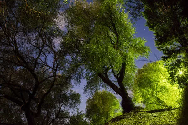 Blå Natt Himmel Med Stjärnor Och Stjärnbilden Över Siluett Träd — Stockfoto