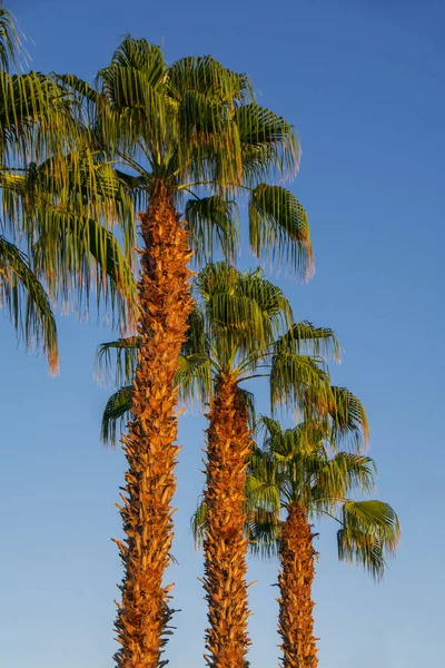 Rząd Wysokich Palm Gradient Błękitne Niebo Tło Oświetlone Pomarańczowym Zachodzie — Zdjęcie stockowe
