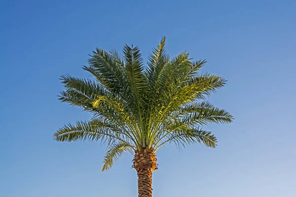 Palmy Zielonych Liści Przeciw Błękitne Niebo Oświetlone Przez Światło Zachód — Zdjęcie stockowe