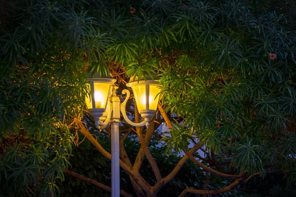 Vintage luminous night lamp in green tree branches. Night in the park