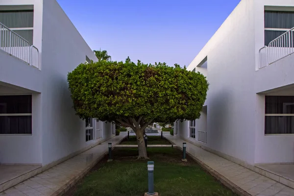 Árvore Verde Gramado Entre Duas Casas Brancas Sob Belo Céu — Fotografia de Stock