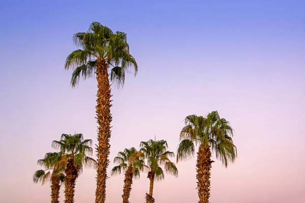 Silhouet Van Palm Bomen Zonsondergang Tropisch Strand Egypte Fantastische Kleurovergang — Stockfoto