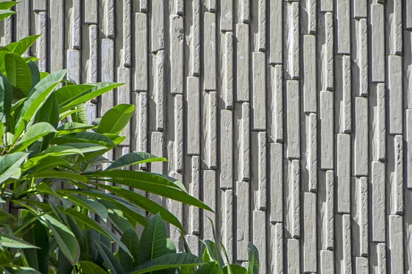 패턴으로 Relievo 콘크리트 무화과나무 Ficus Maclellandii 디자인에 — 스톡 사진