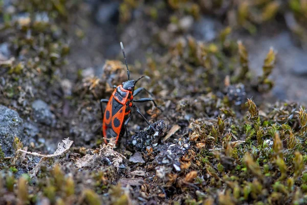 Vermelho Com Pontos Pretos Firebug Pyrrhocoris Apterus Fundo Musgo Borrado — Fotografia de Stock