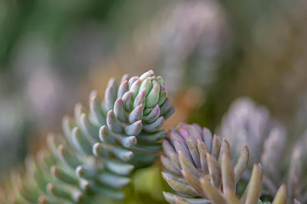 エキゾチックな植物のクローズ アップ セダム類の植物テキストのマクロ 植物園 エレバン アルメニアの完璧な背景 — ストック写真