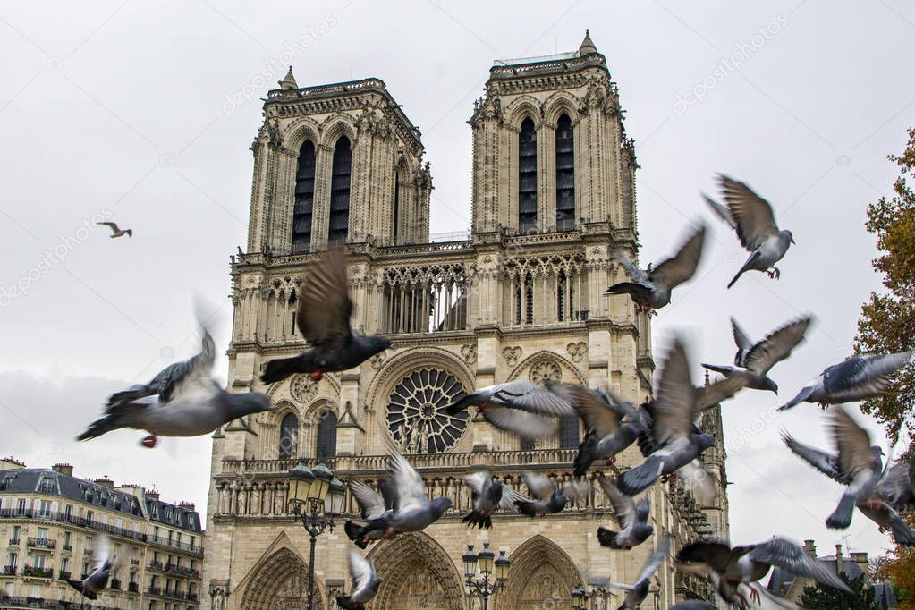 A flock of doves flies in front of the Notre Dame de Paris. France. Motion blur