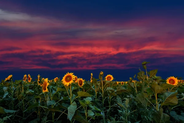 Paysage Tournesols Fleurissant Dans Les Champs Belle Scène Agriculture Sur — Photo