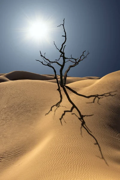 Мертвое Дерево Акации Делает Длинные Тени Дюнах Пустыне Ярким Солнцем — стоковое фото