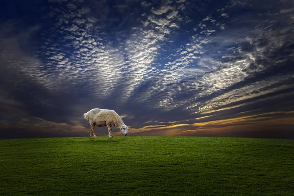 Yeşil Çayır Dramatik Renkli Günbatımı Gökyüzü Karşı Yalnız Koyun — Stok fotoğraf