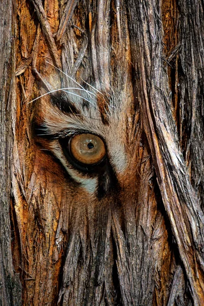 Surreal portrait of a tiger with eye close-up on tree bark surface. Concept of nature, wildlife and beauty