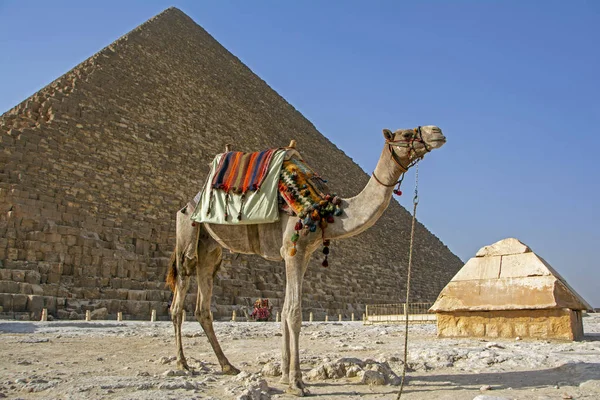 Camello Cubierto Con Alfombras Tradicionales Encuentra Frente Gran Pirámide Cairo — Foto de Stock