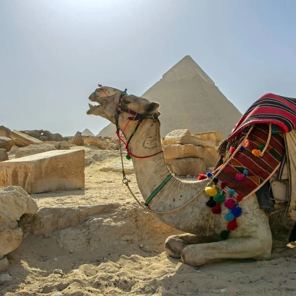 Camel Pokryte Tradycyjnymi Dywanami Siedząc Wielkiej Piramidy Kair Egipt — Zdjęcie stockowe