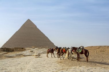 Giza Plato 'da khafre büyük Piramidi önünde atlar, Kahire, Mısır
