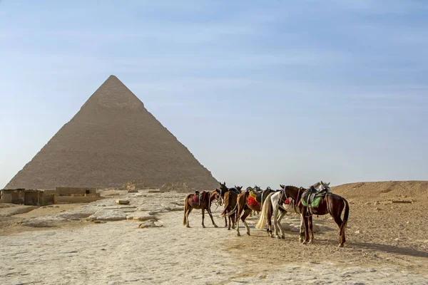 Cavalli Davanti Alla Grande Piramide Ghafre Nell Altopiano Giza Cairo — Foto Stock