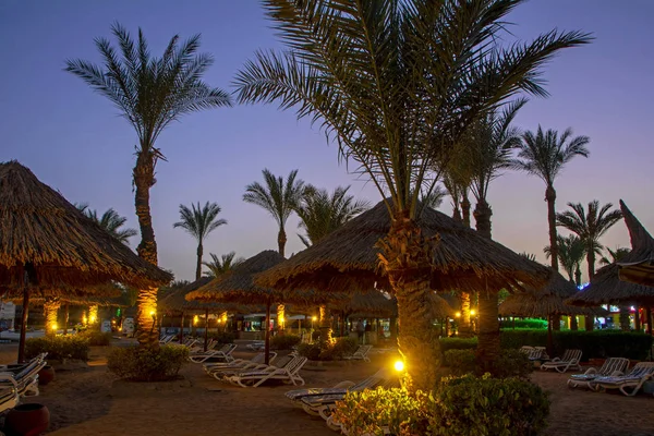 Beautiful Scene Illuminated Green Palm Trees Straw Umbrellas Sunbeds Tropical — Stock Photo, Image
