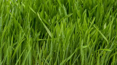 Çiy ile yeşil çim yakın çekim. Arkadan aydınlatmalı makro çekimi. Yağmurdan sonra taze yapraklarda su damlar. Sanatsal bokeh