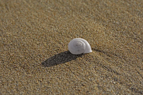 Witte Kleine Schelp Met Lange Schaduw Strand Zand Perfecte Achtergrond — Stockfoto