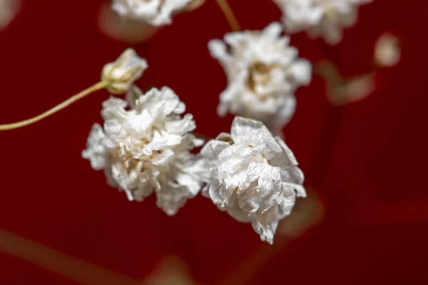 Macro Secou Pequenas Flores Brancas Isoladas Fundo Vermelho Desfocado — Fotografia de Stock