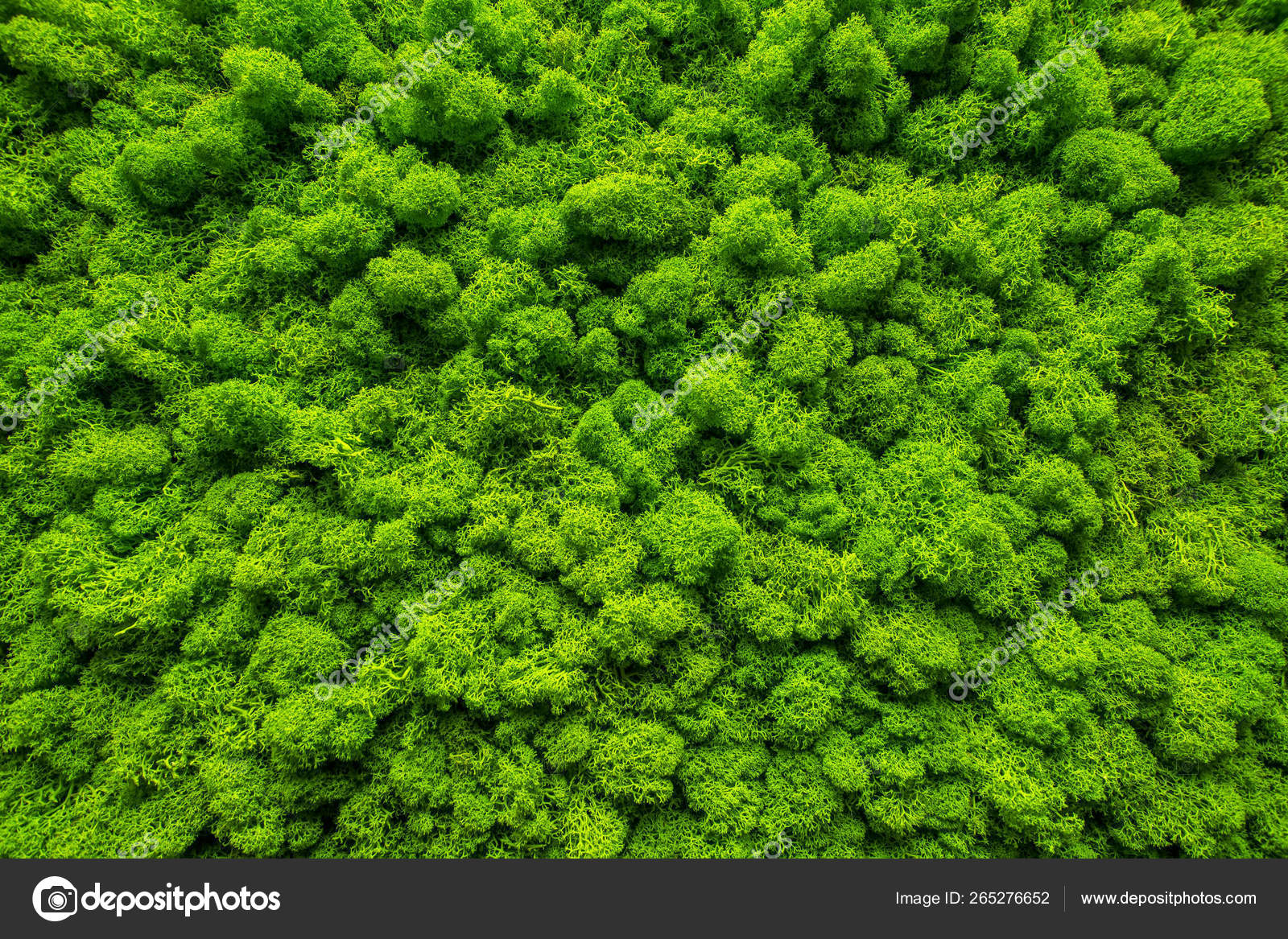 Closeup Surface Of The Wall Covered With Green Moss Modern Eco